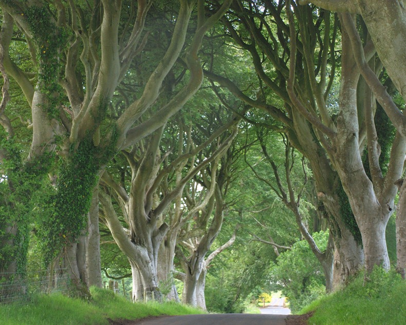 http://www.bugaga.ru/uploads/posts/2012-02/1329745577_dark-hedges.jpg