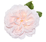 pic (1) (150x135, 30Kb)